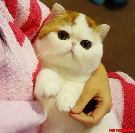 Im Not Sure of This Is the Right Sub to Ask but Can Someone Tell Me What Breed of Cat Is This