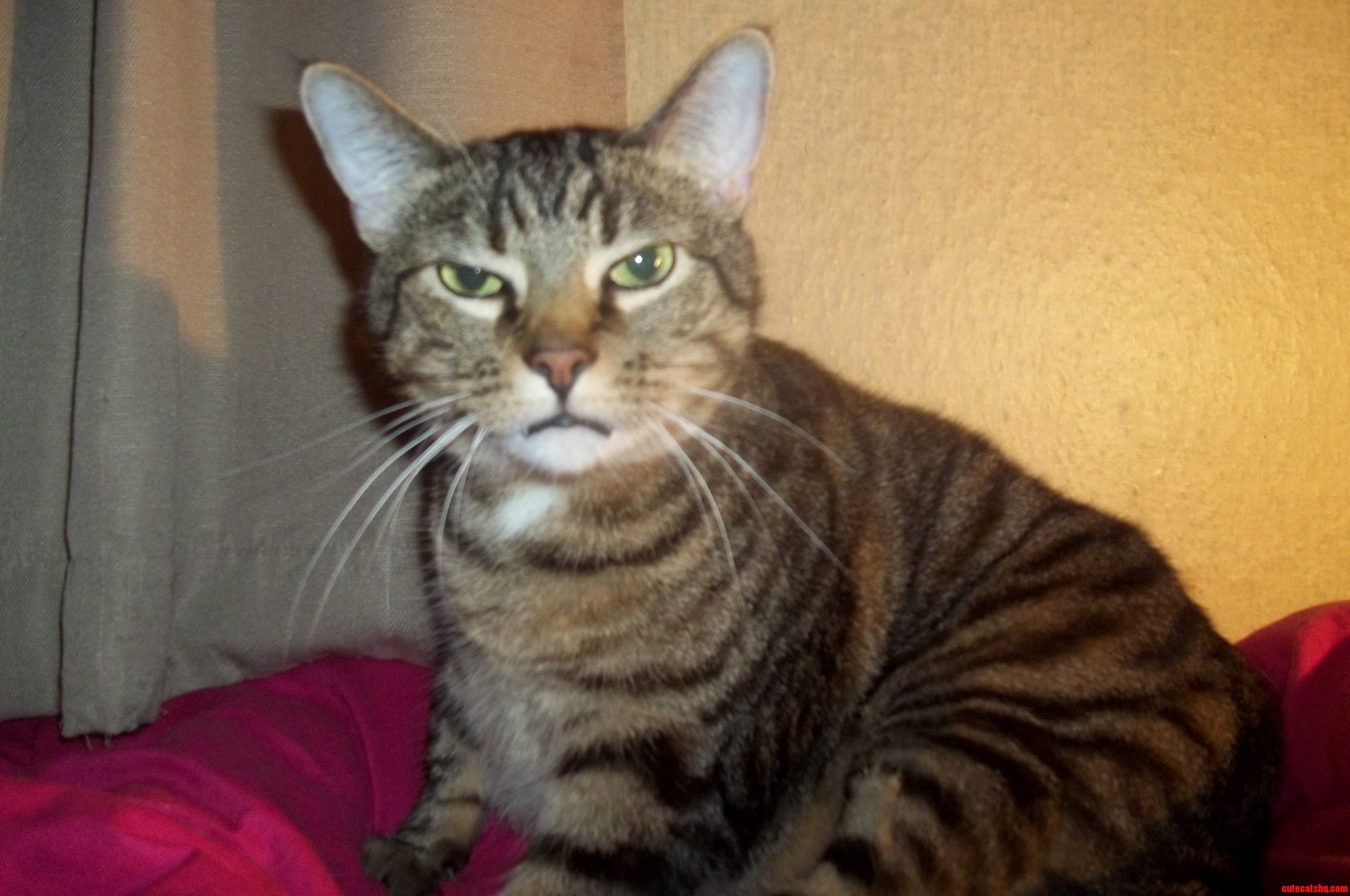 Is Something Wrong with My Cat Details and Photo Inside