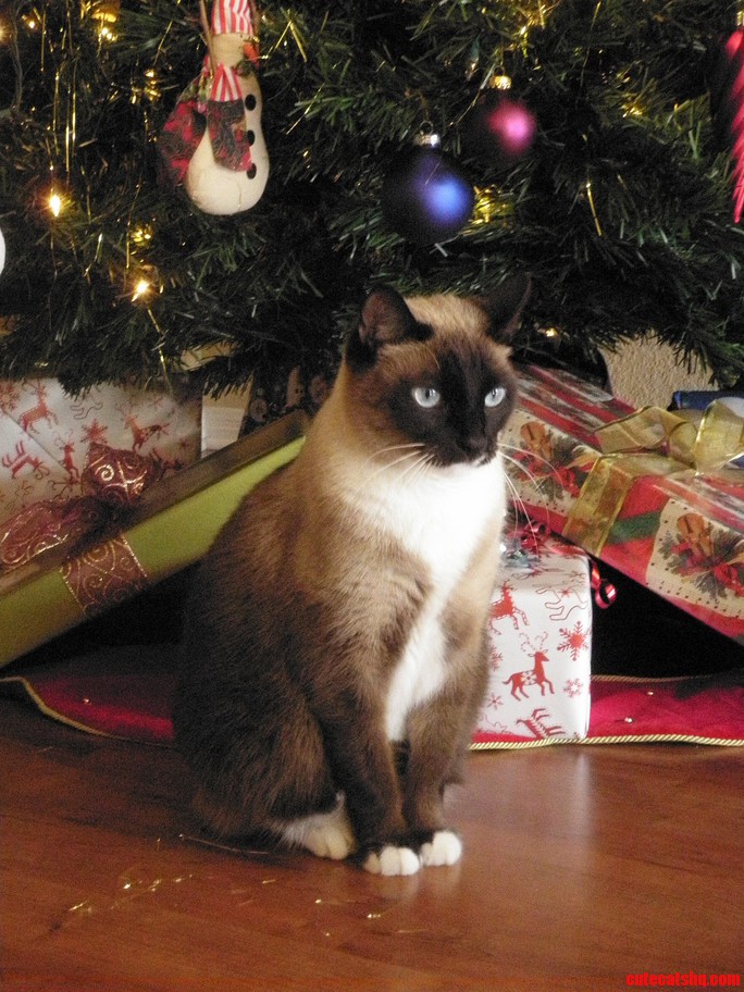 Isabel Pretending to Be Elegant After Fighting with the Christmas Tree.