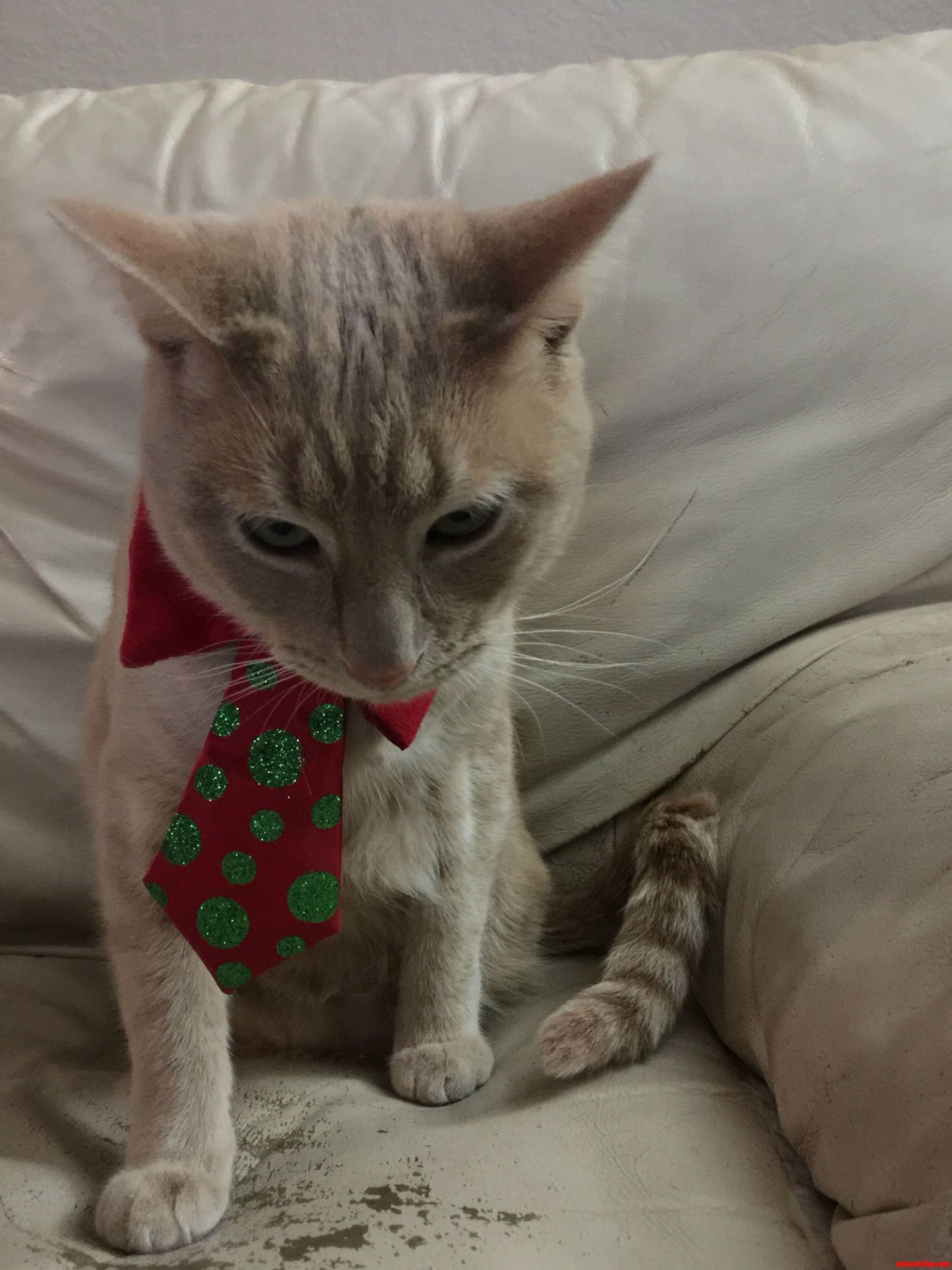 Its Our First Christmas Together. I Had to Do Something.