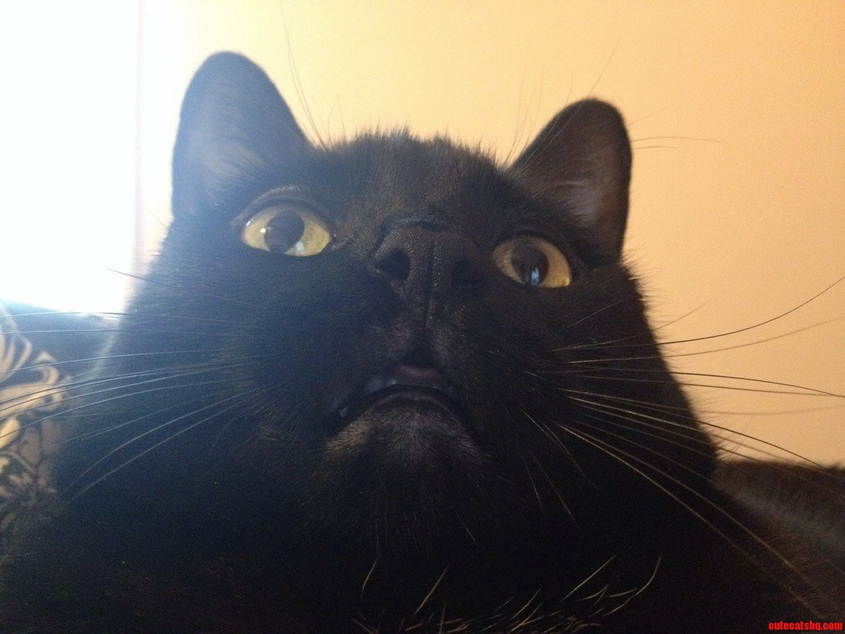 Jabba the Cat