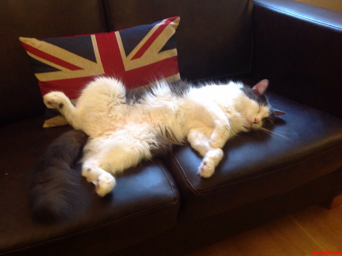 Just Moved to London. Snooze Brittania.