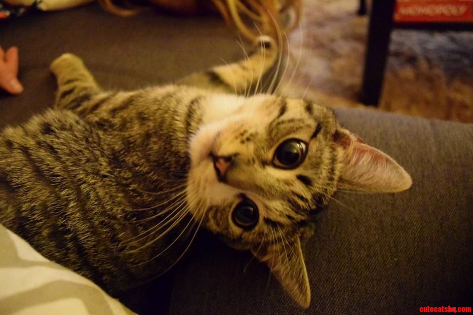 Just Rescued This Cute Little Guy from a Shelter. His Name Is Tiga