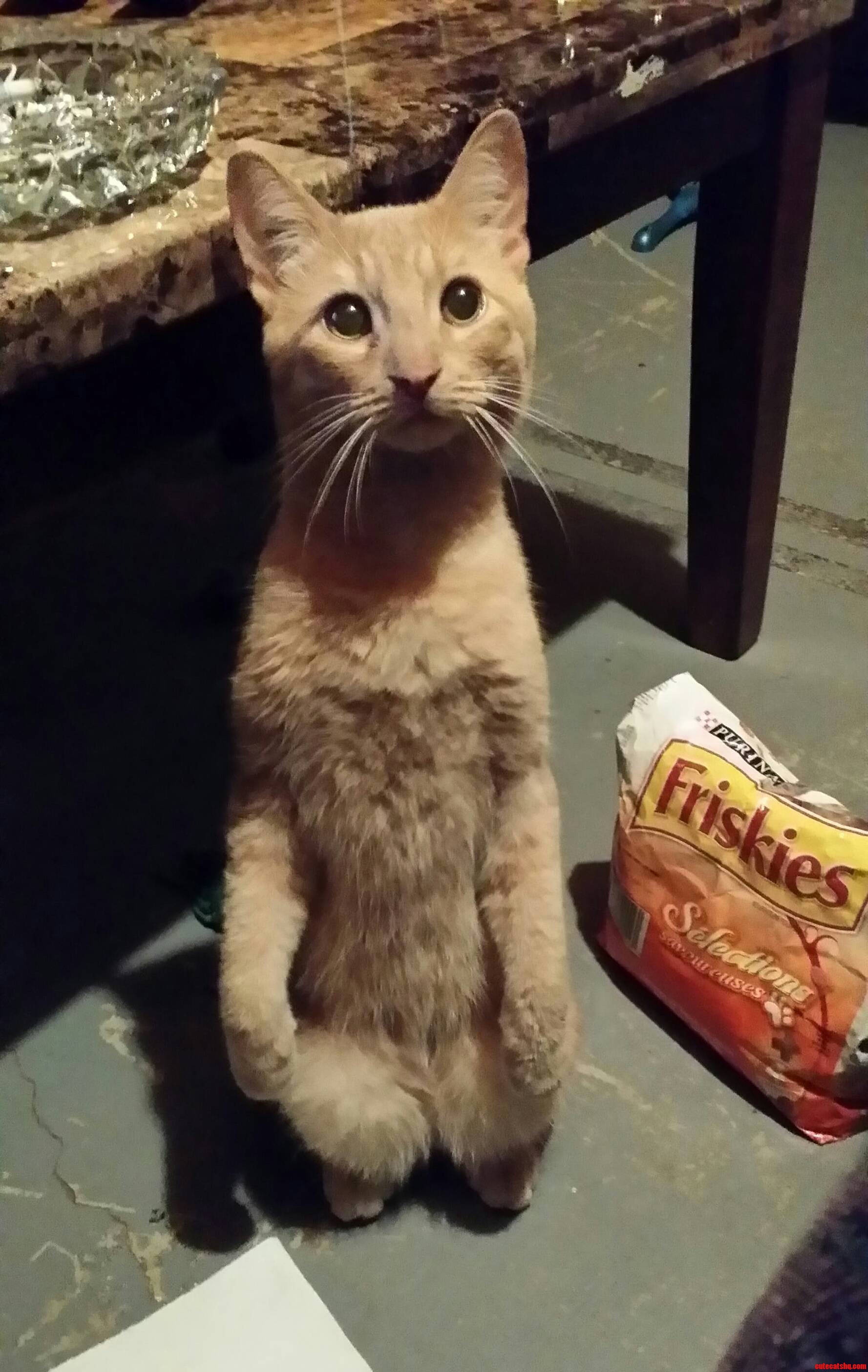 Just Waiting for a Treat