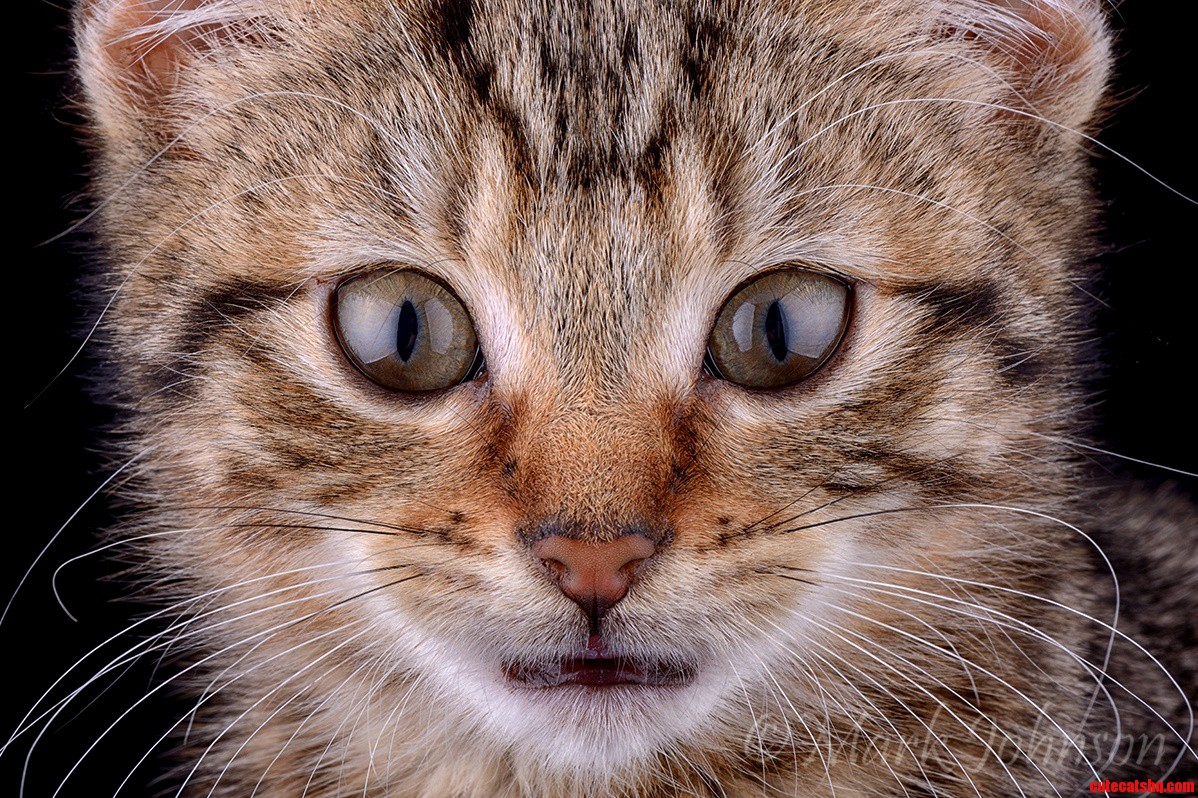 Kitten