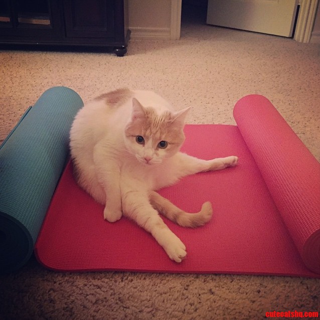 Kitty Yoga