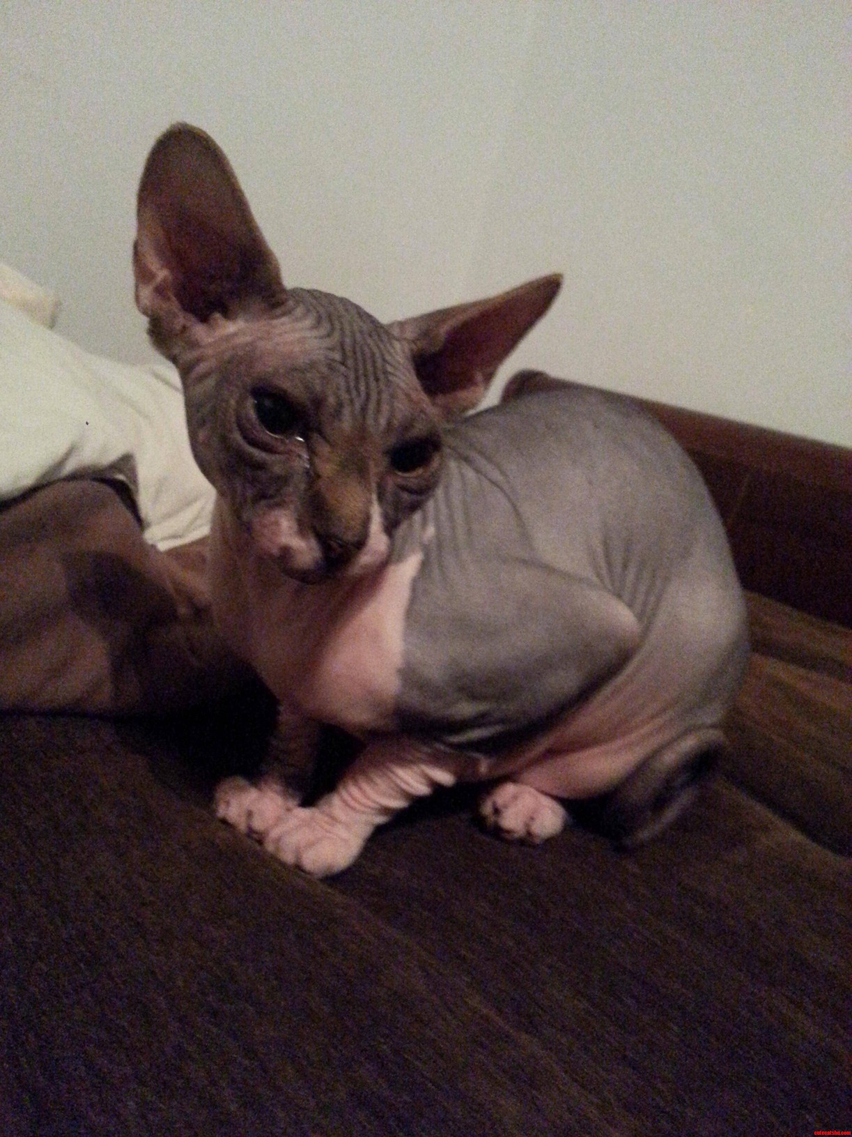 Kovu the Sphinx