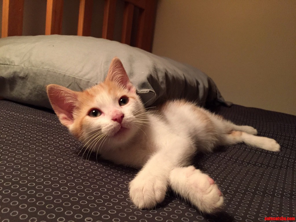 Little Julius Relaxing on the Bed