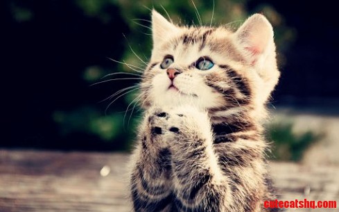 Little Kitten Is Looking for Something