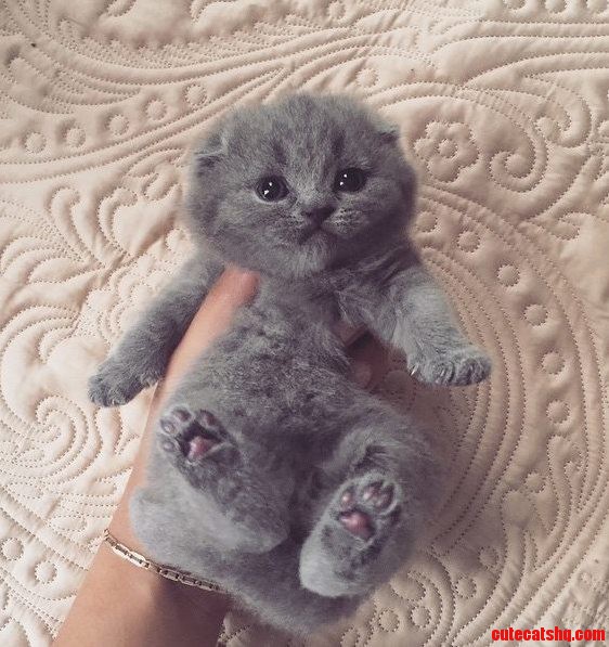 Look at His Jellybeans