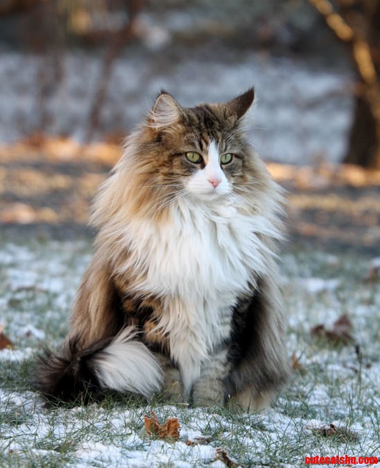 Look at This Fluffy Cat