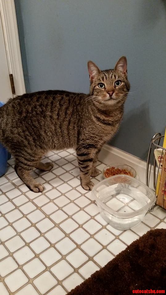 Looking to Rehome a Cat - Md De Pa