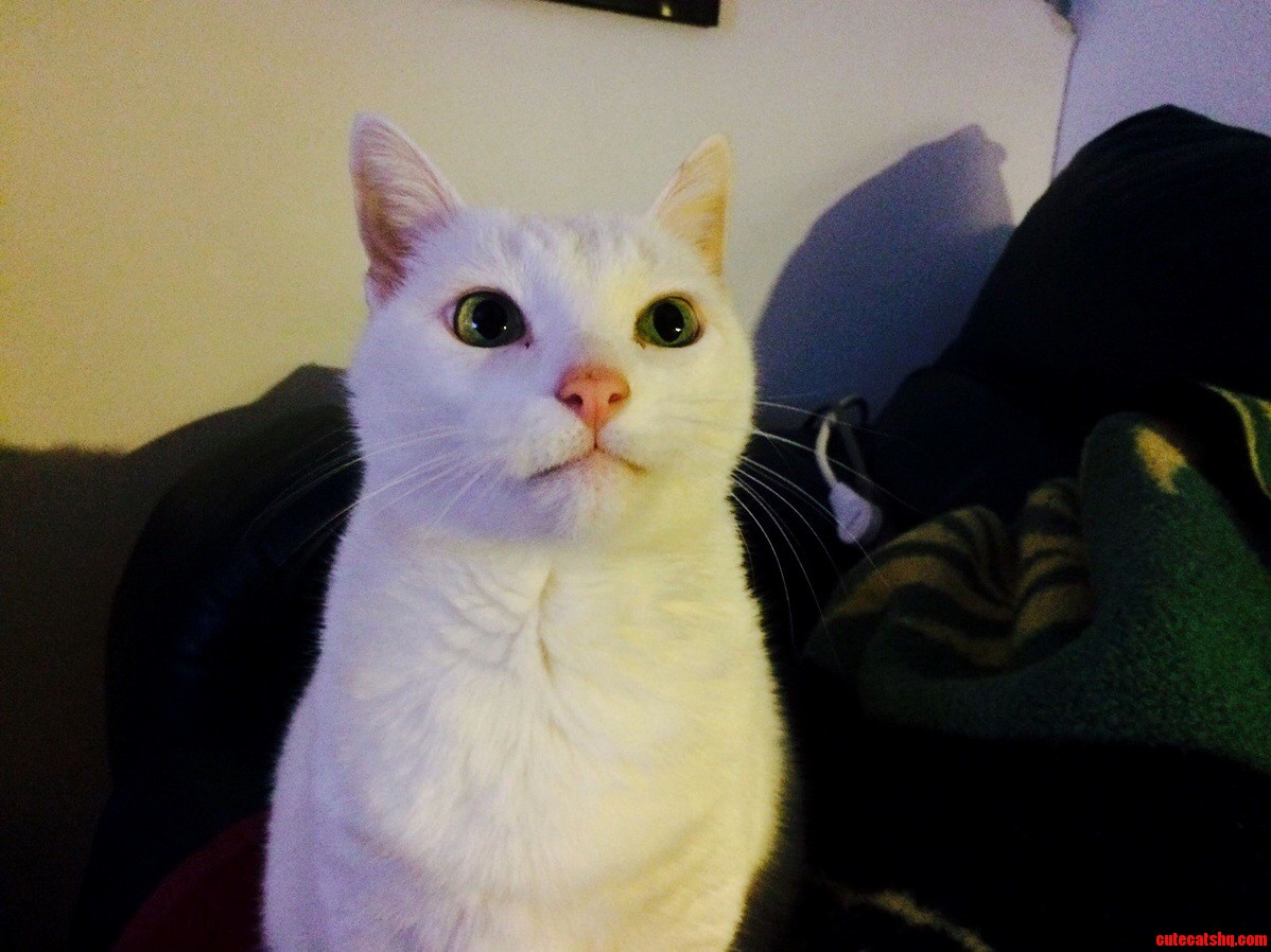Made an Account Just to Share My Cat... I Introduce to You Vin Diesel. My All White Deaf Cat...