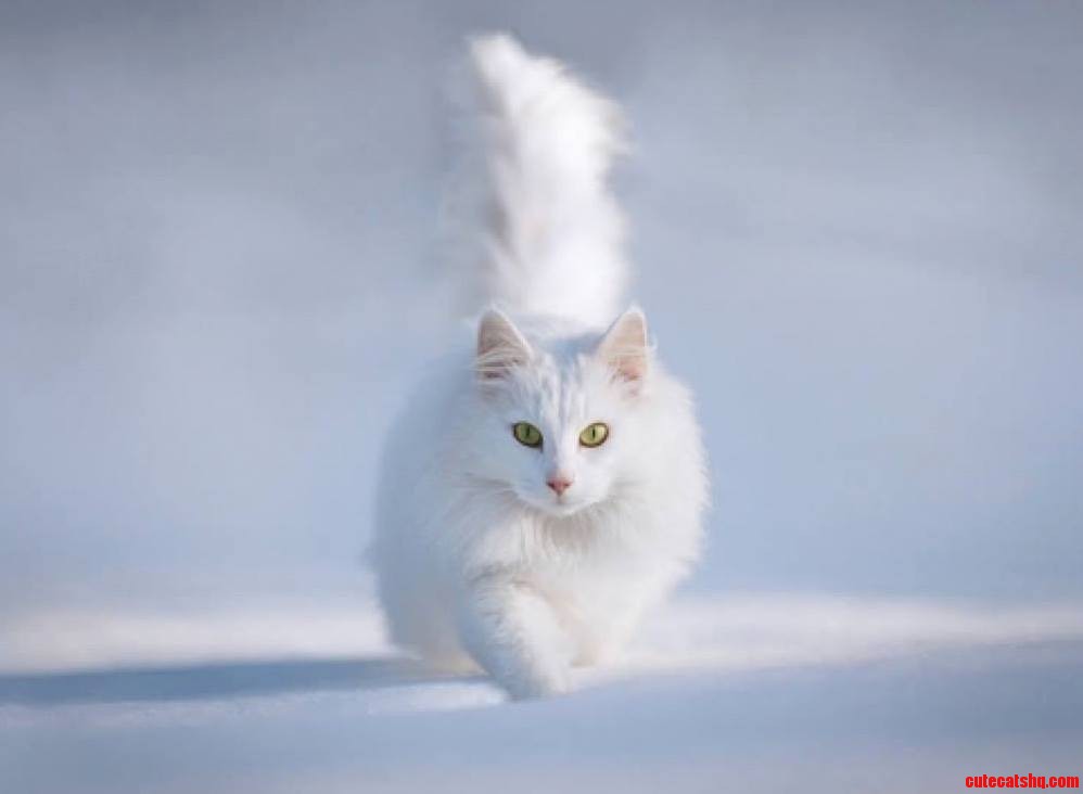 Majestic.. the Winter Kitty