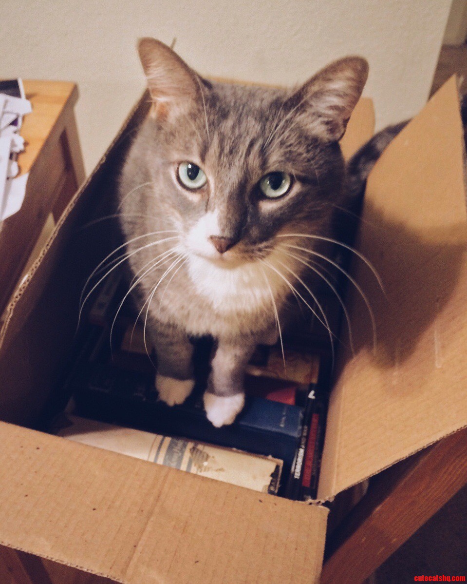 Marv Likes Boxes.