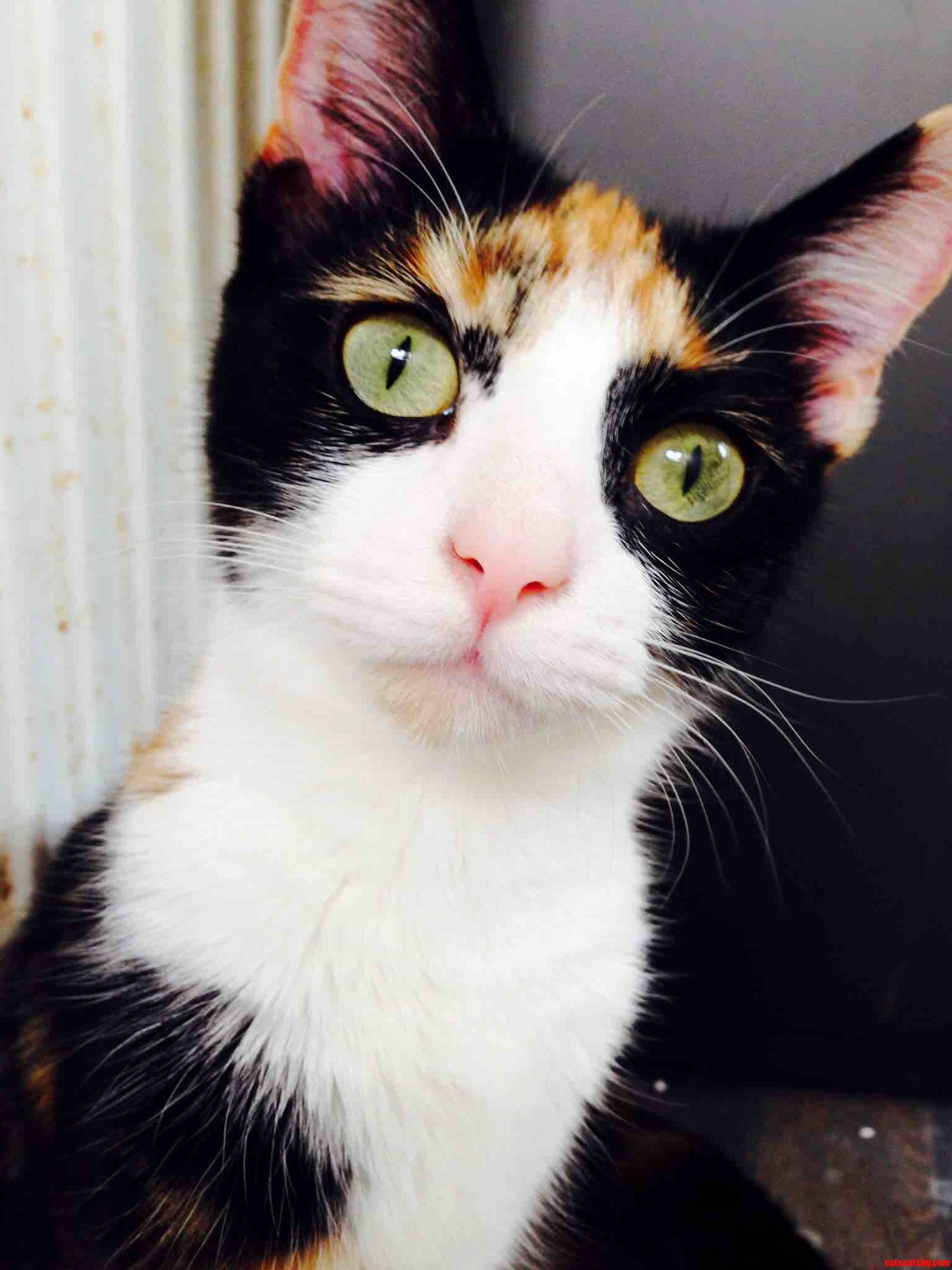 Meet Indie Her Eyes Are the Prettiest Colour.