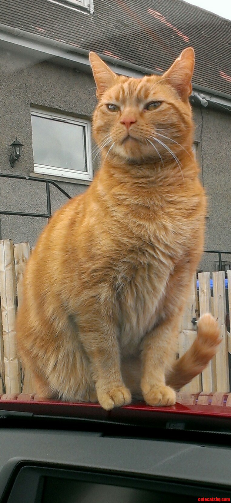 Meet Kit. aka Jones.