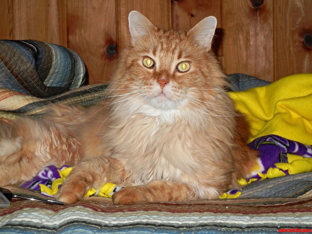Meet Rascal. Hes My Maine Coon Cat.