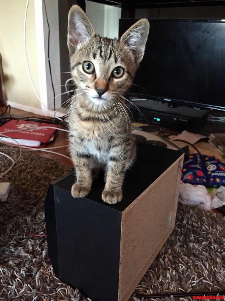 Meet Stella My New Babe