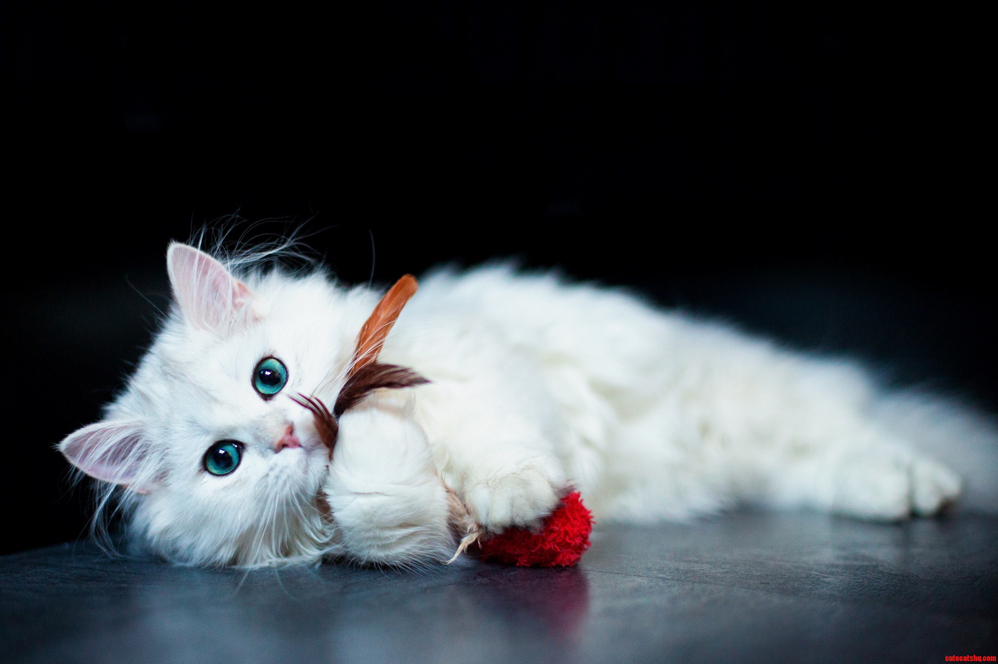 Meow