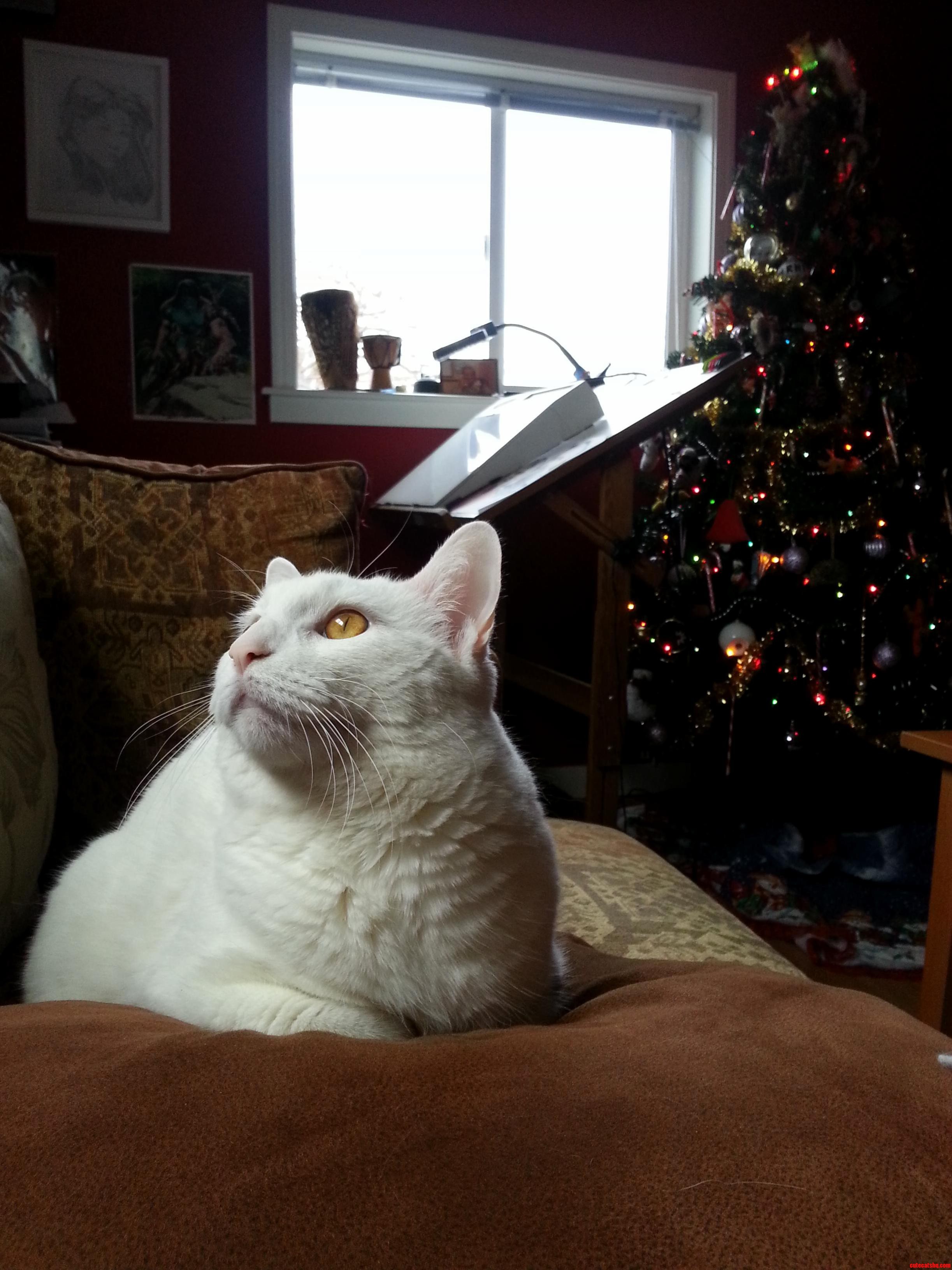 Merlin Likes to Watch the Birds While I Like to Watch Netflix