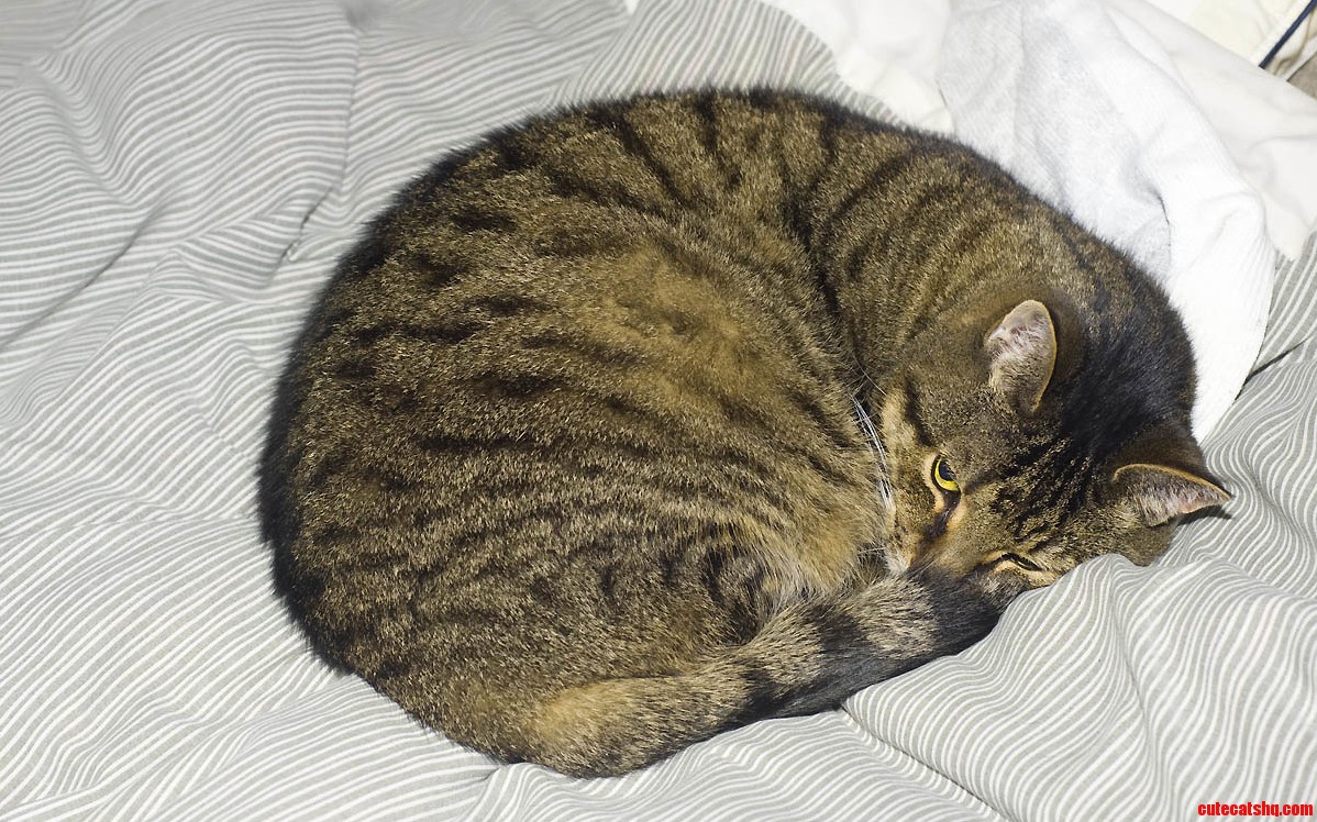 Merlin Right Now Busy As Always.