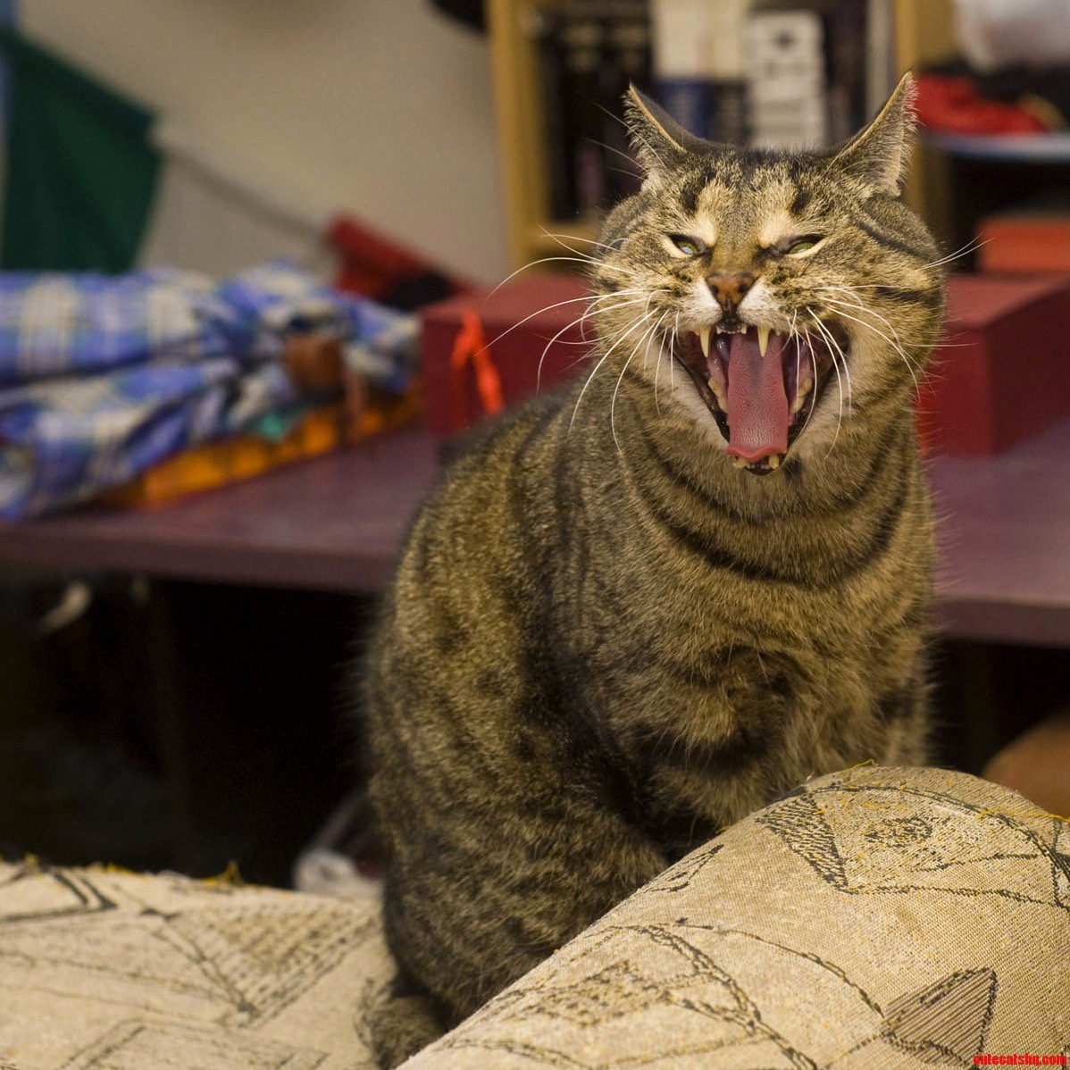 Merlin the Horrible Couch Monster