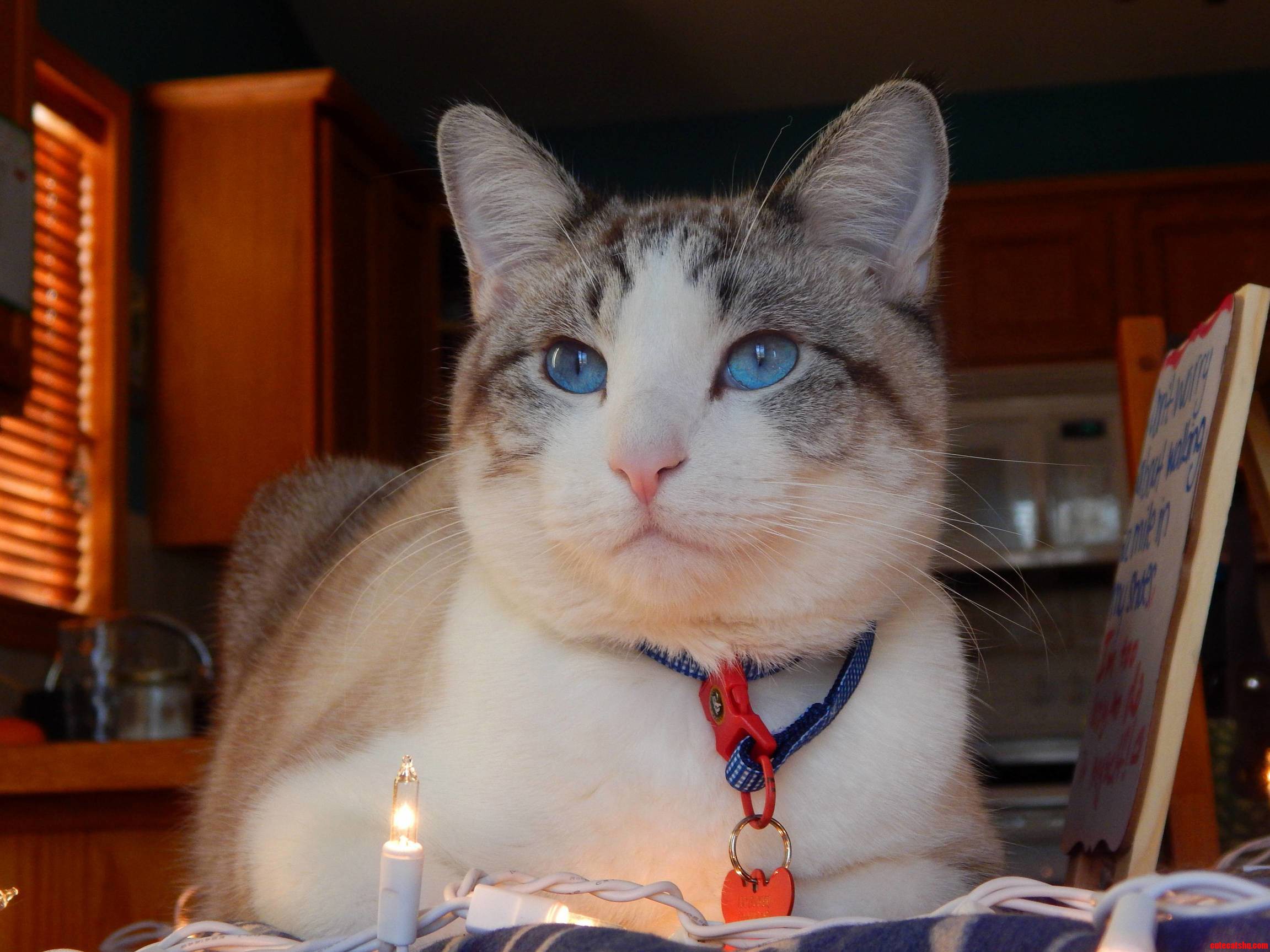 Merry Christmas from Leo