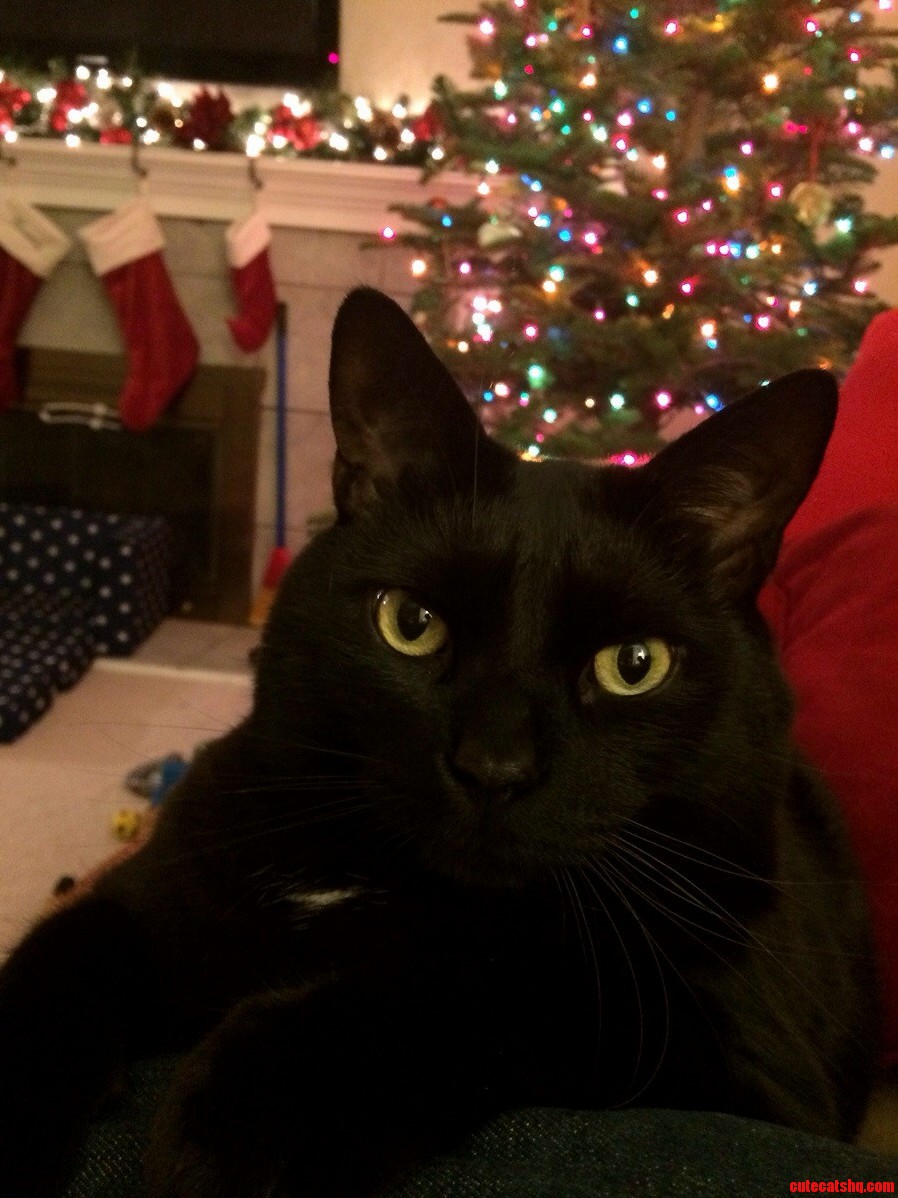 Merry Christmas from My Very Soft and Black Kitty Toby.