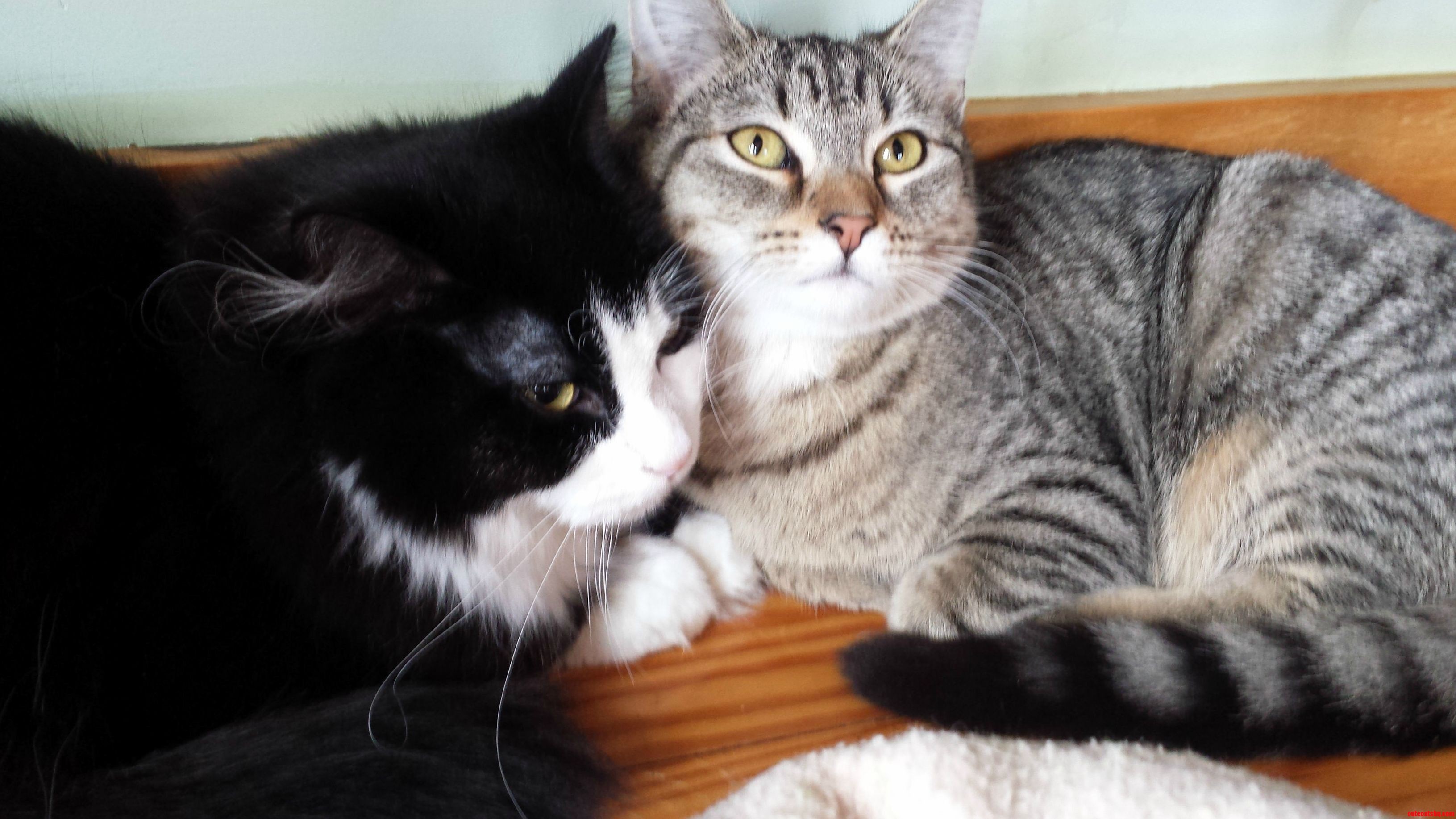 Met These Two Shy Cuties at the Shelter Today