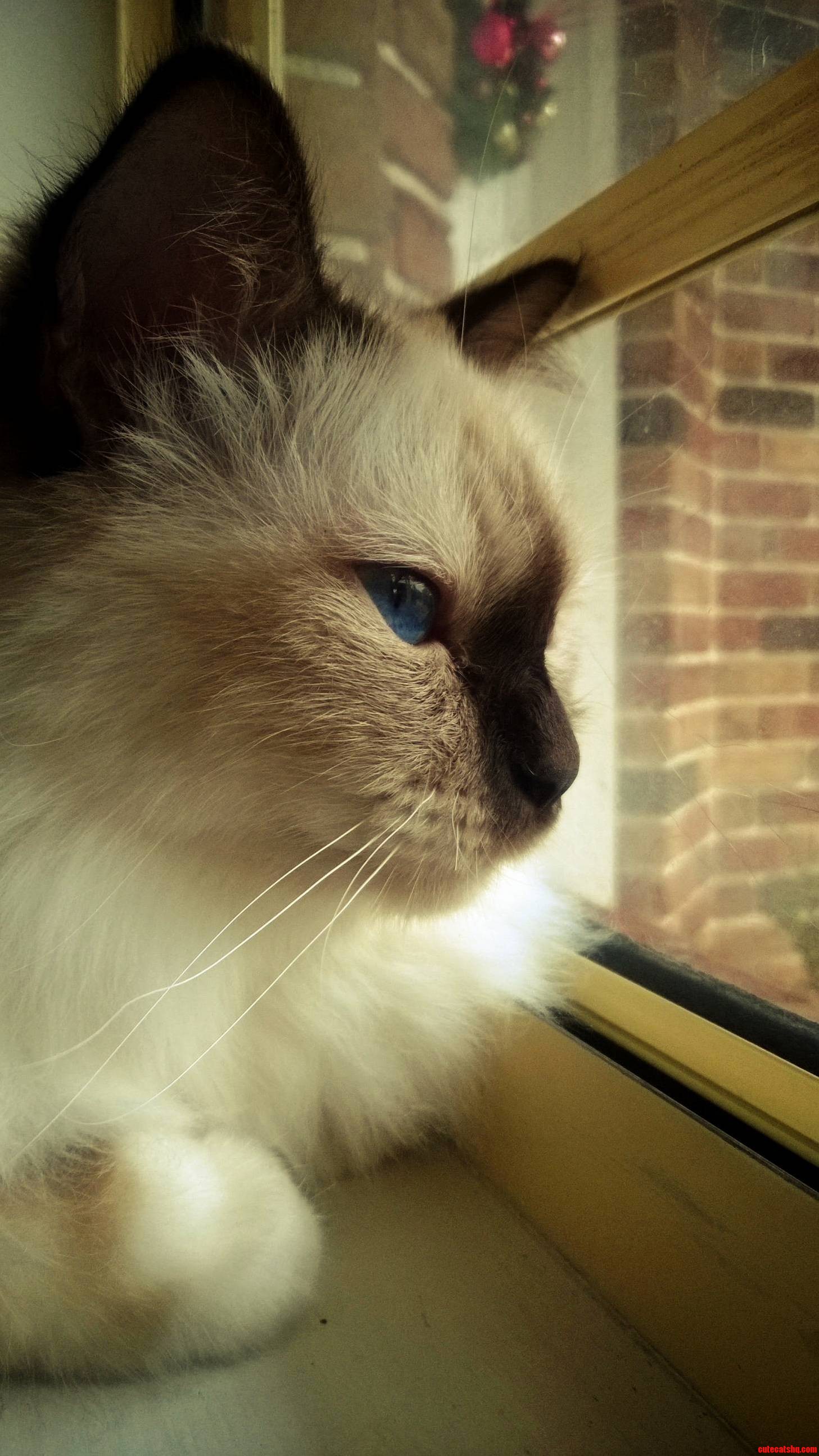 Milo Watching the World Go by on His Birthday