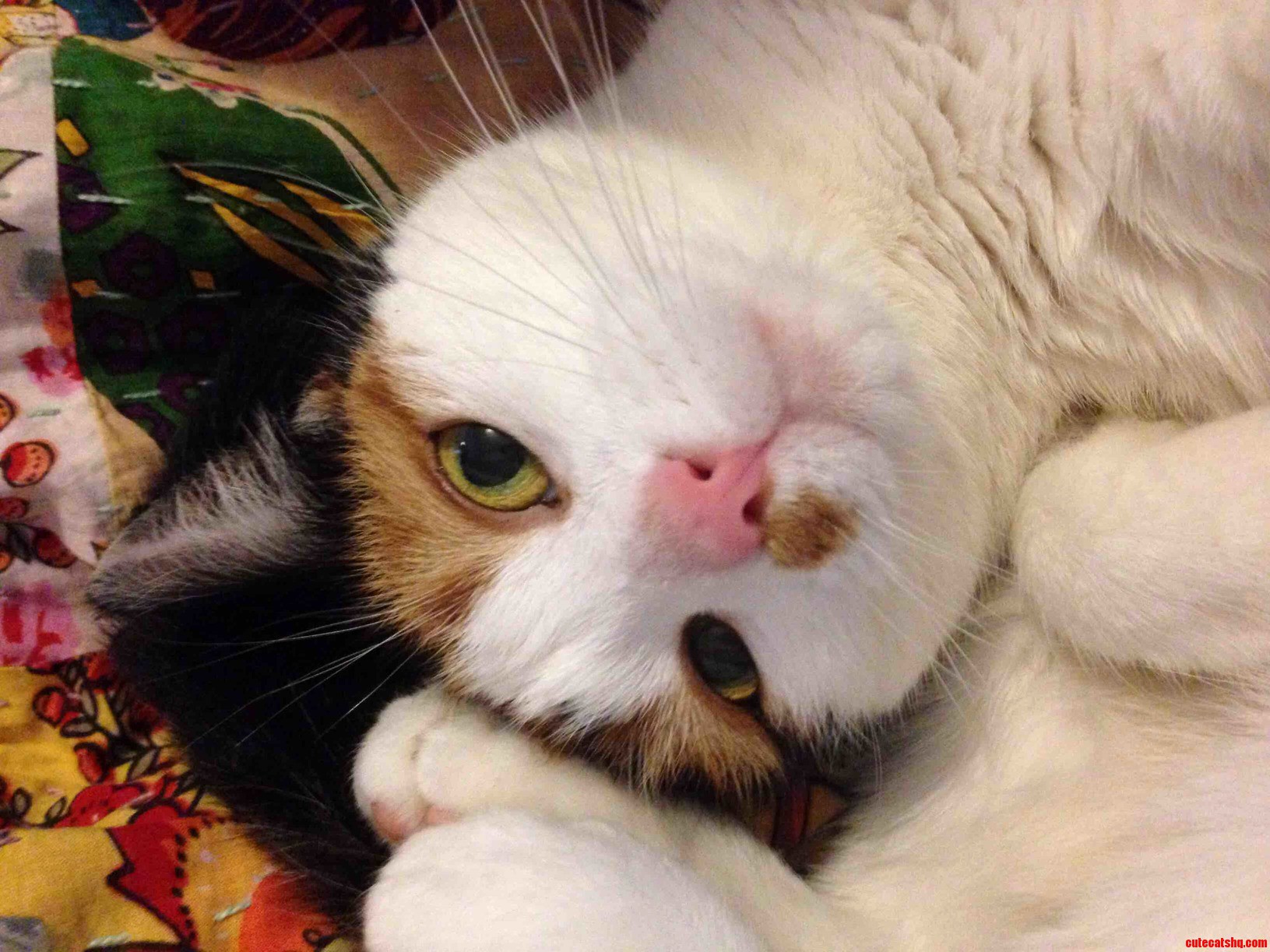 Mjoll All Curled Up and Mostly Upside Down