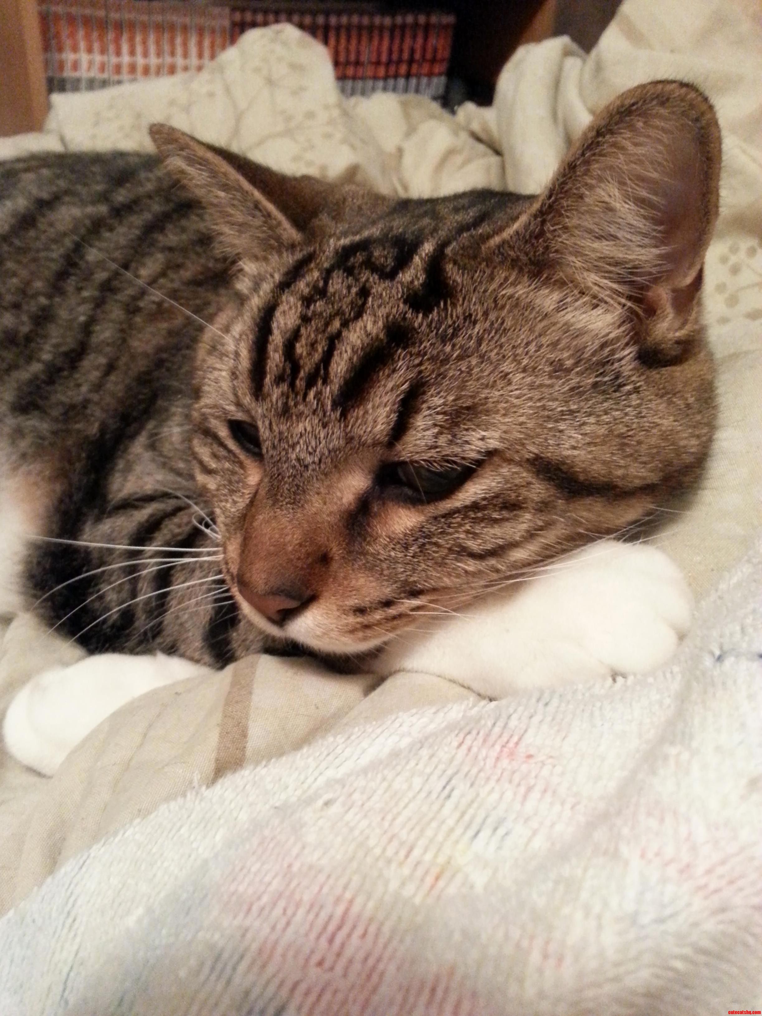 Moshi Being Handsome
