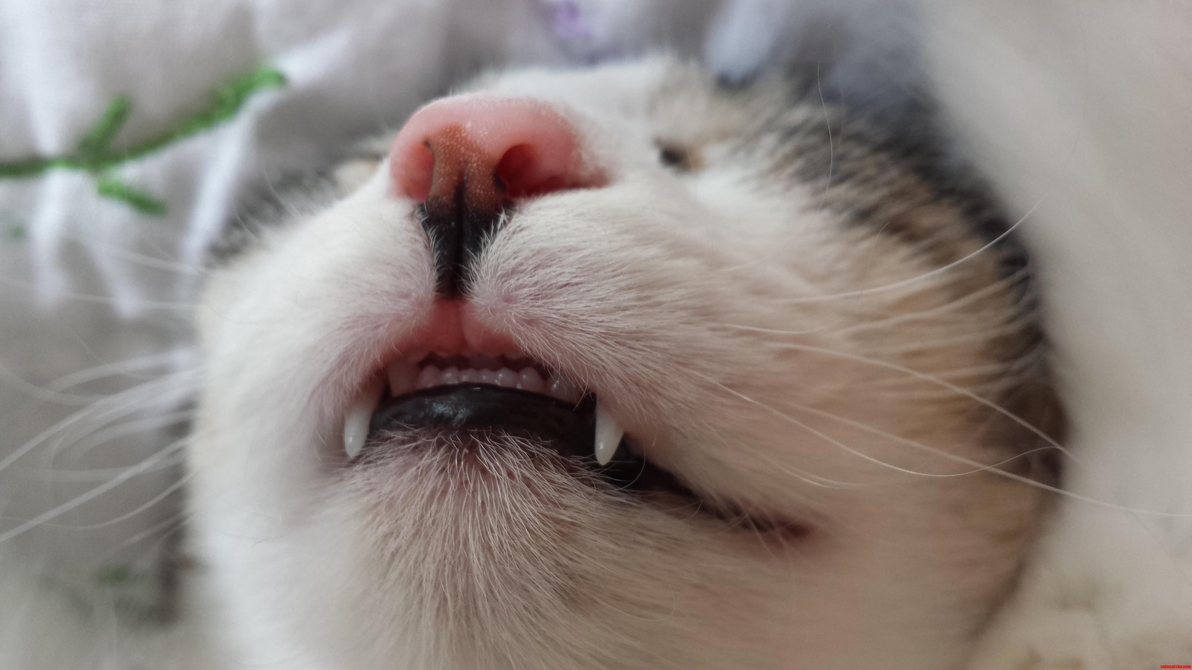 Mouth.