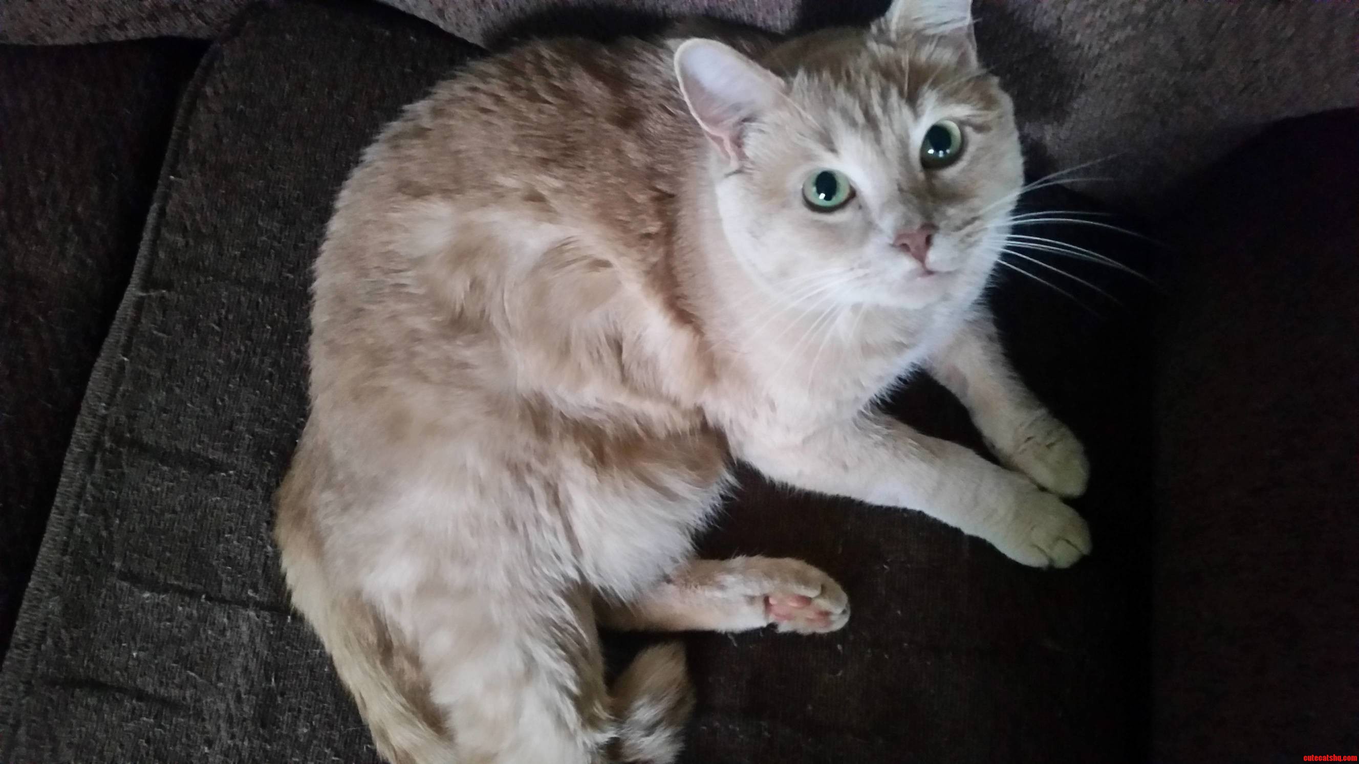 Mr. Snookums the Chunk