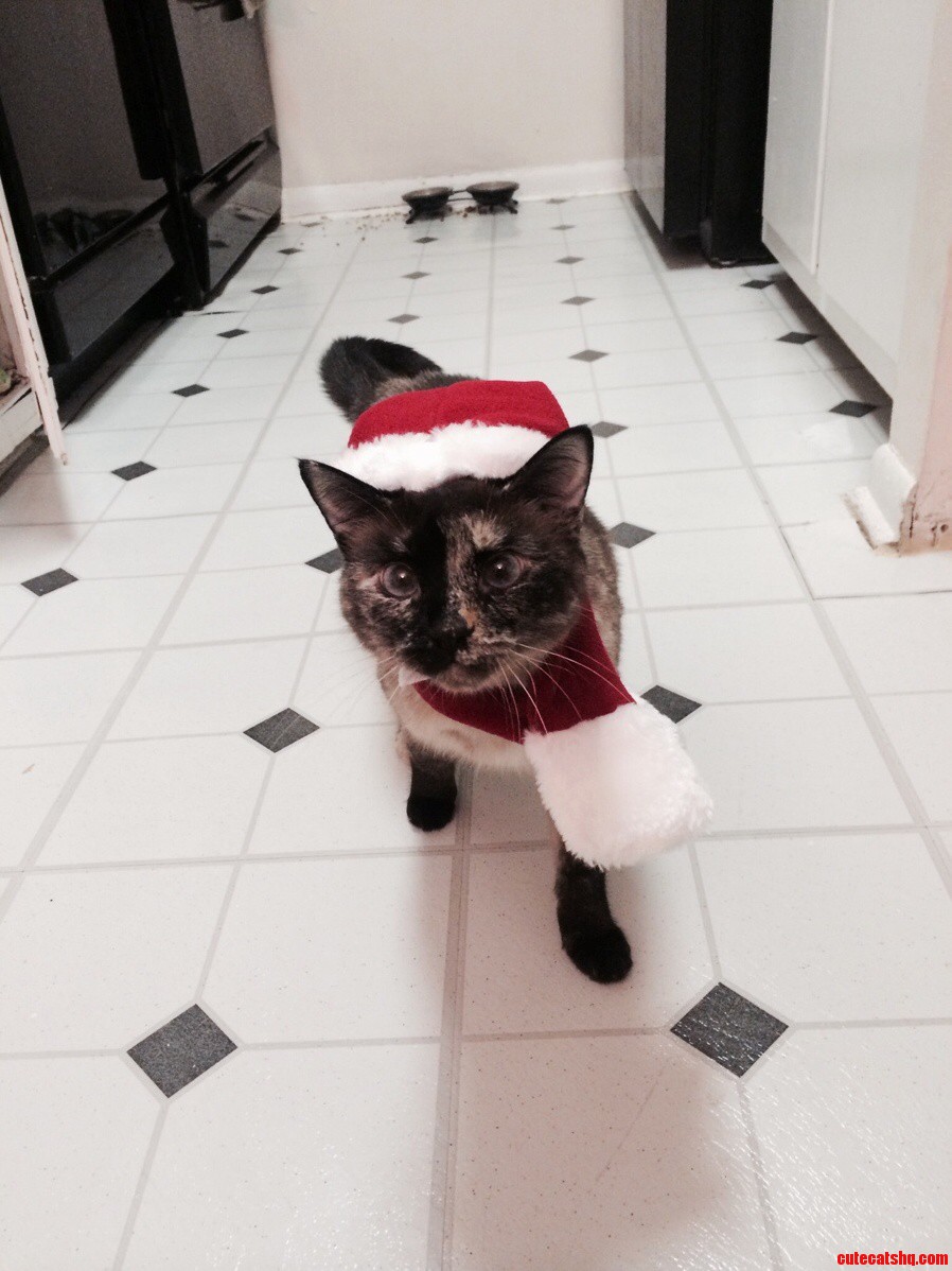 Mrs Claws