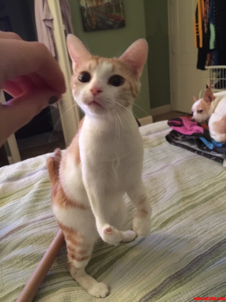 My Beauty Hc She Was Born with No Radius in Her Front Paws.