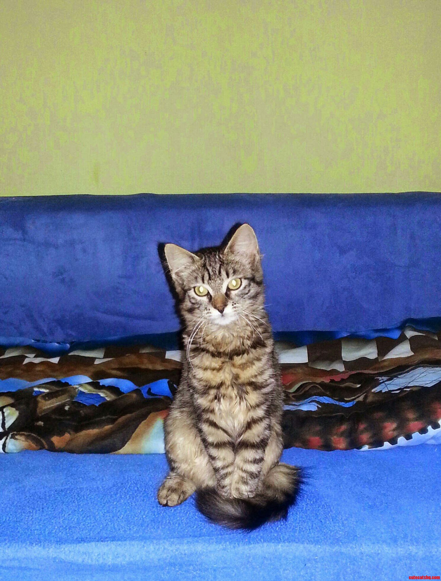 My Beauty Shima