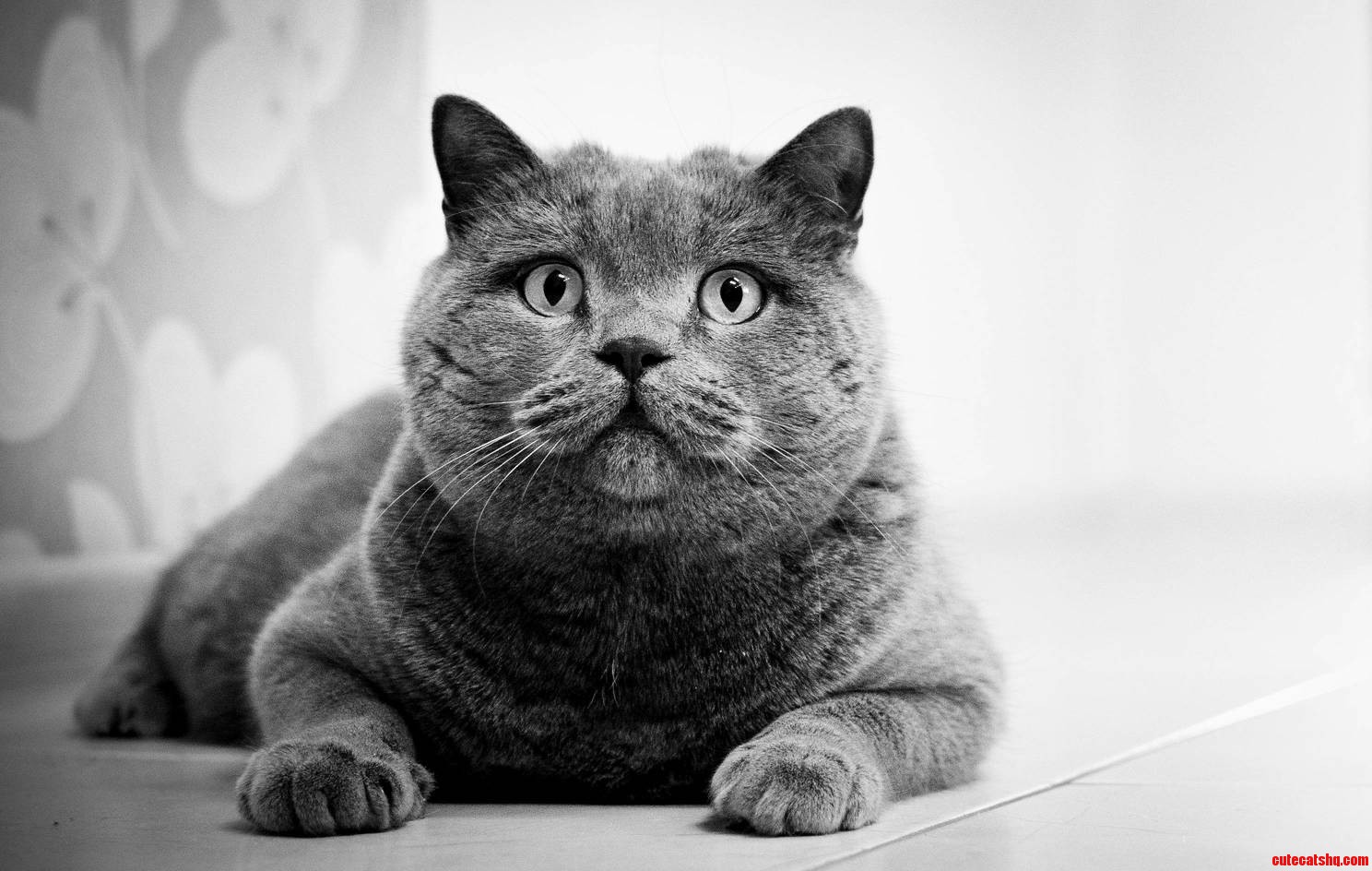 My Best Cat Ever - Mao