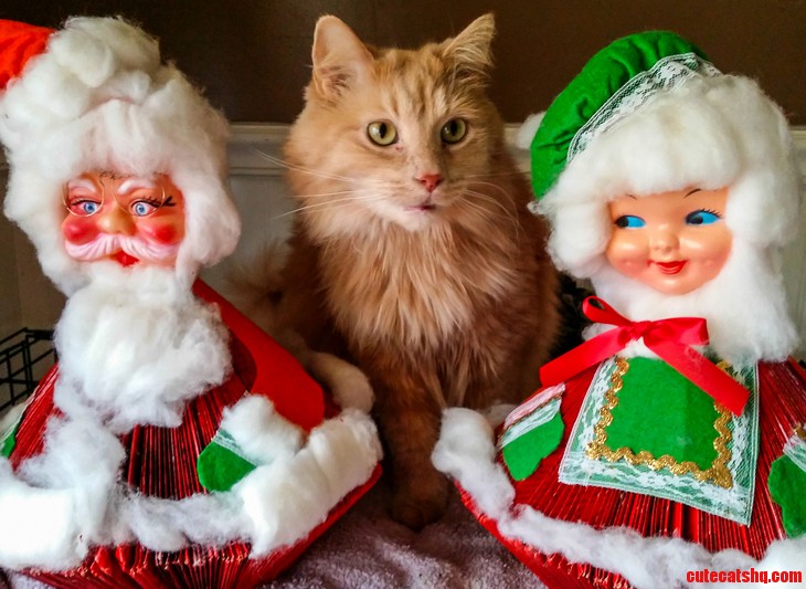 My Cat Bert Is in the Holiday Spirit.