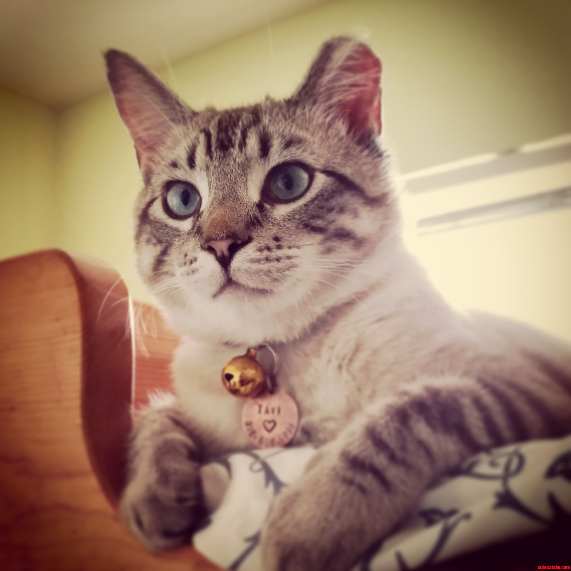 My Cat Chilling on the Top Bunk Bed
