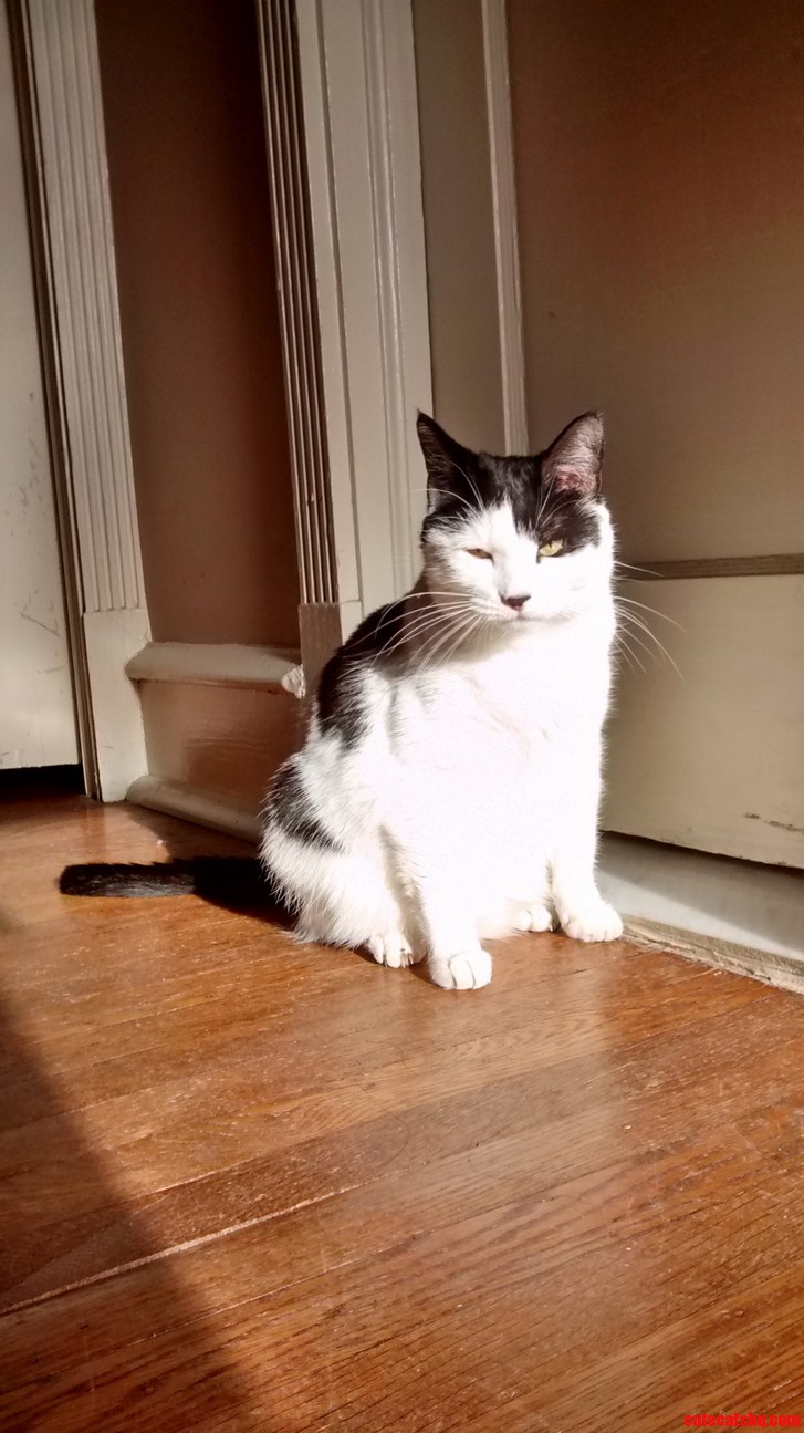 My Cat Dice Has a Pretty Serious Case of Bitchface.