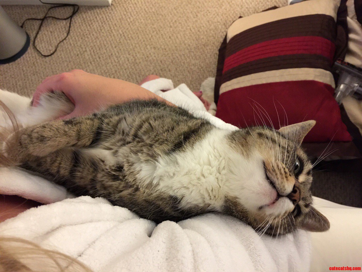 My Cat in a Happy Trance. She Stays Like This for 10 Minutes Staring at the Walls