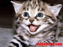 My Cat in Happy Style