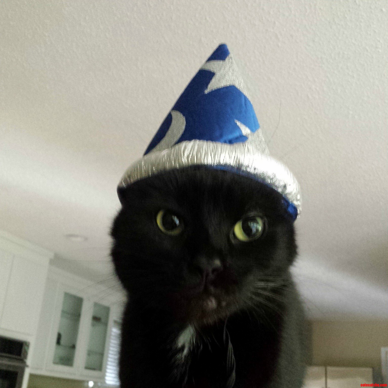My Cat in His Usual Attire