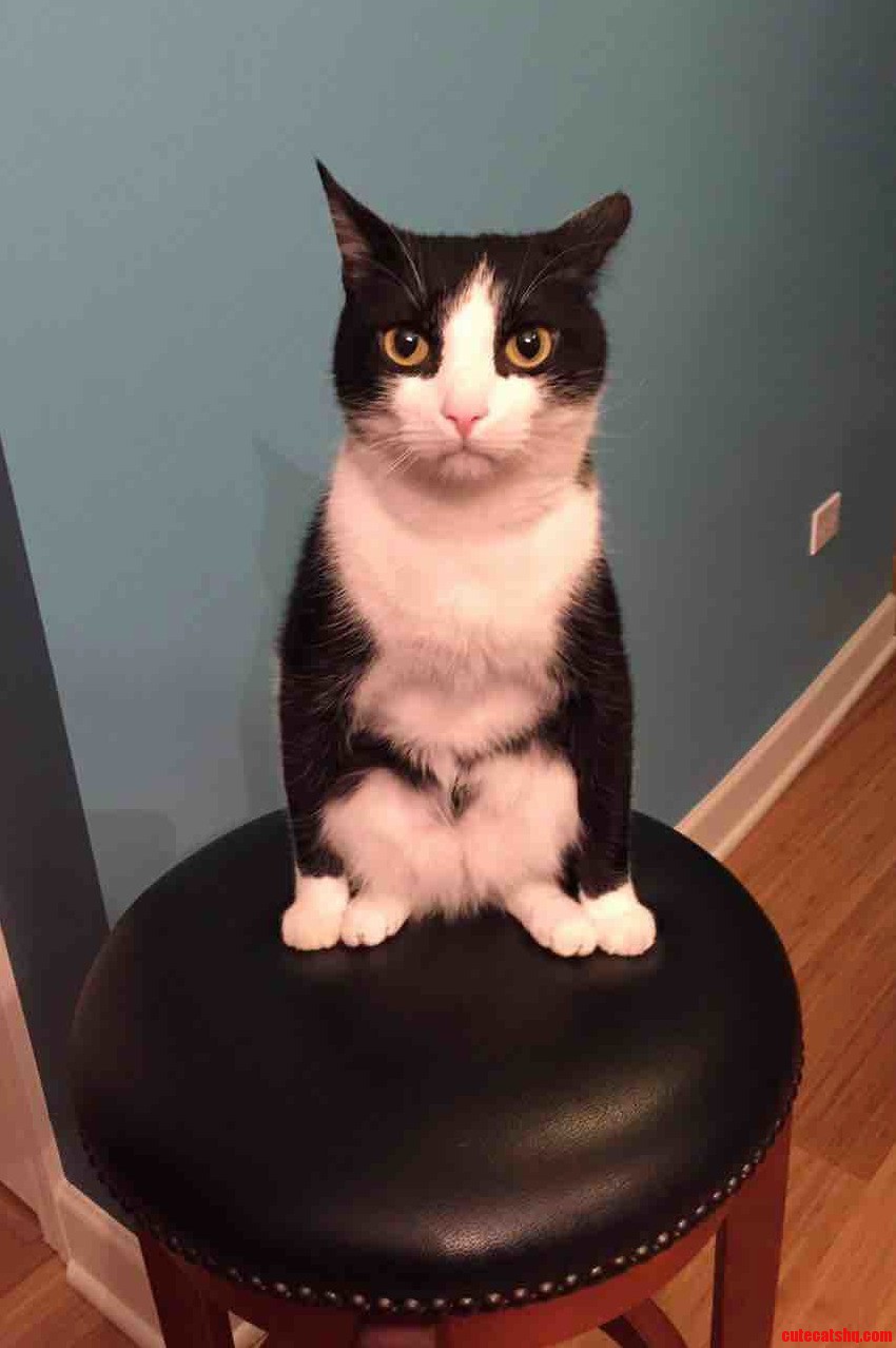My Cat Is a Gargoyle.