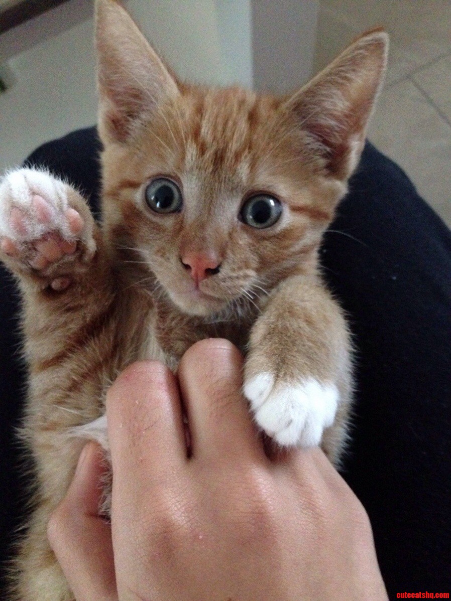 My Cat Is Saying Hello