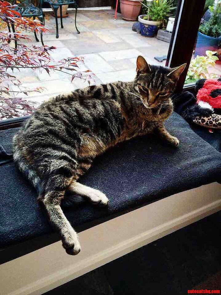 My Cat Is Such a Poser