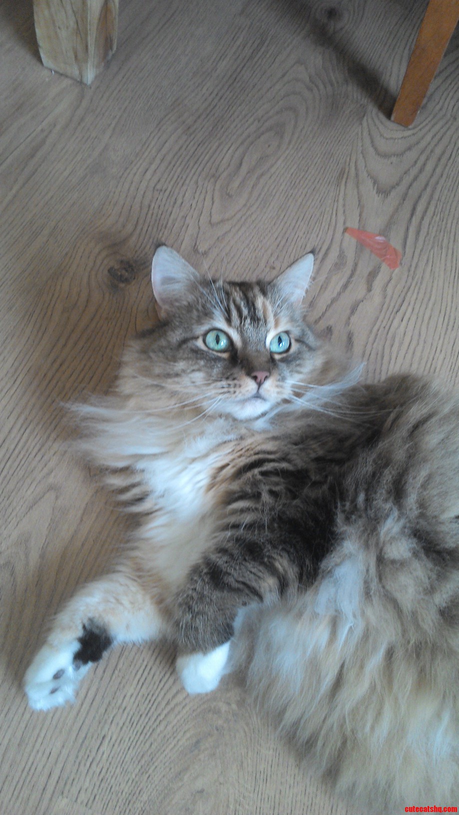 My Cat Lephise. She Is 12.