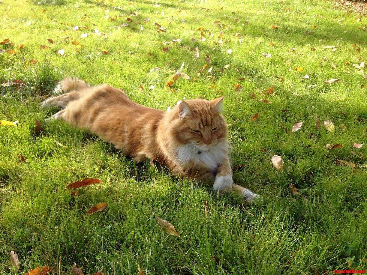 My Cat Likes to Be Happy on Grass Sit Like This and Say Indubitably to Everything. This Is Him Helping Me with Lawn Work.